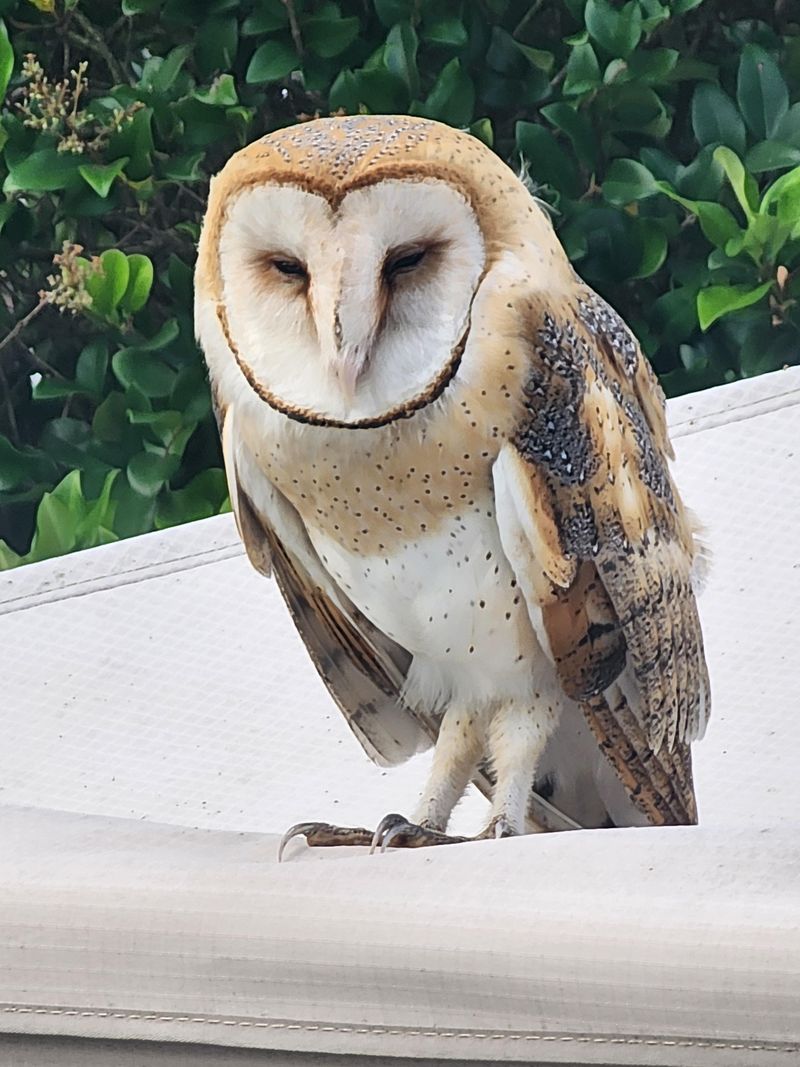 Protect Pets Without Removing Owl Habitat