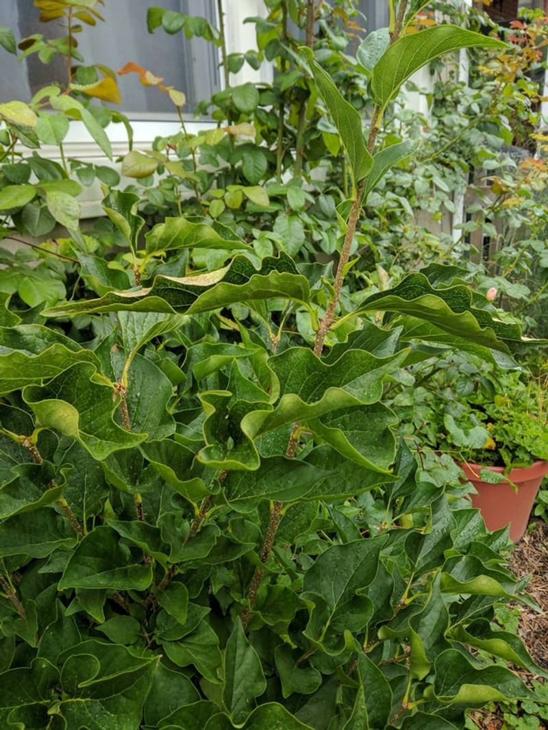 Protect Plants From Summer Stress