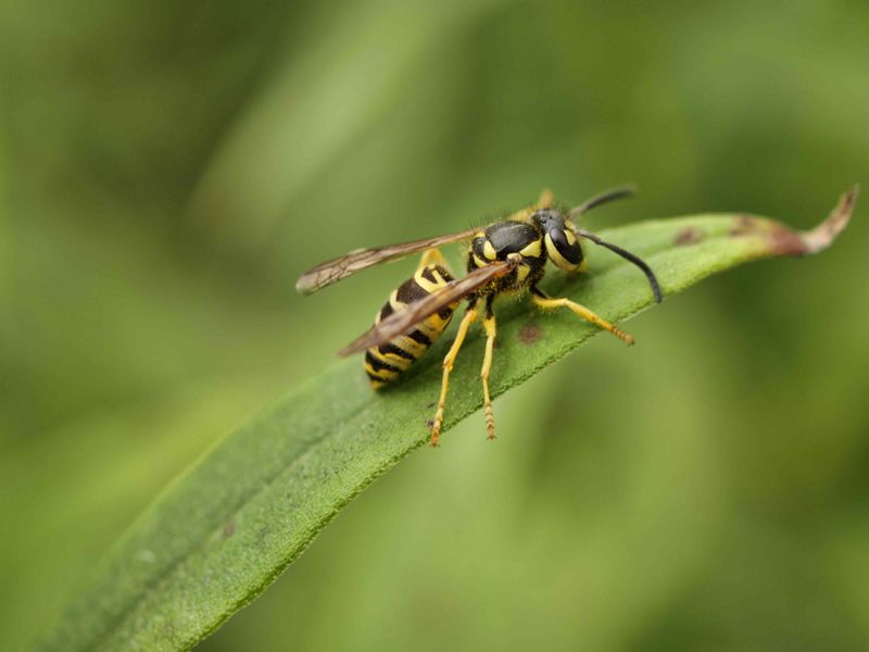 Protect Pollinators While Reducing Wasp Trouble Protect Pollinators While Reducing Wasp Trouble