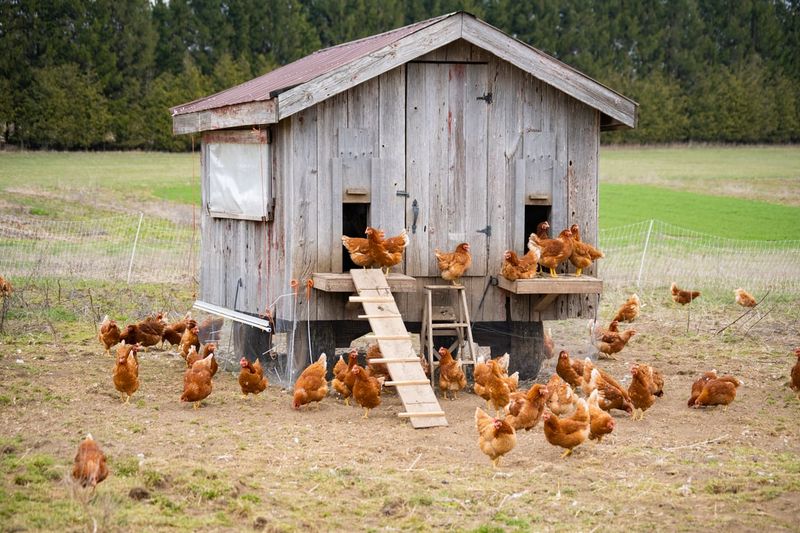 Protect Poultry And Pets Without A Chase