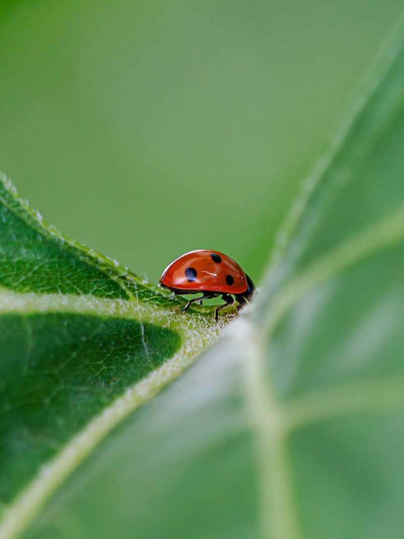 Protect Predator Insects Protect Predator Insects
