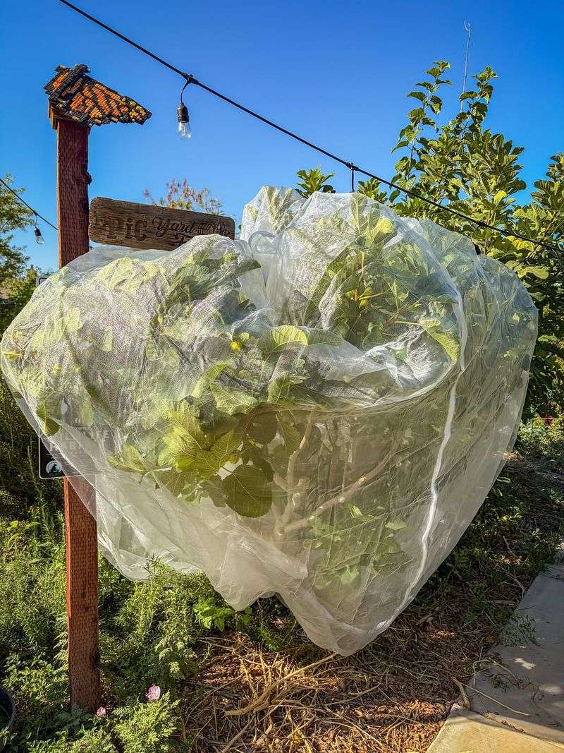 Protect Ripening Fruit From Birds Protect Ripening Fruit From Birds