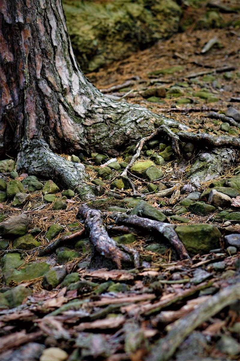 Protect Roots From Compaction Protect Roots From Compaction