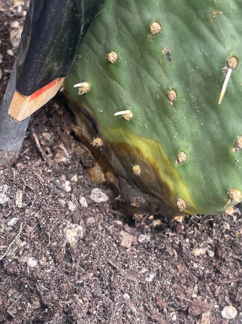 Protect Roots From Standing Water After Monsoon Storms Protect Roots From Standing Water After Monsoon Storms