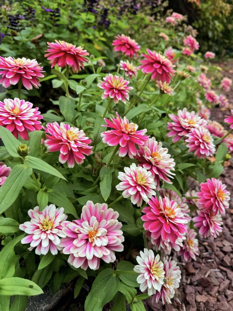 Protect Roots With A Layer Of Mulch