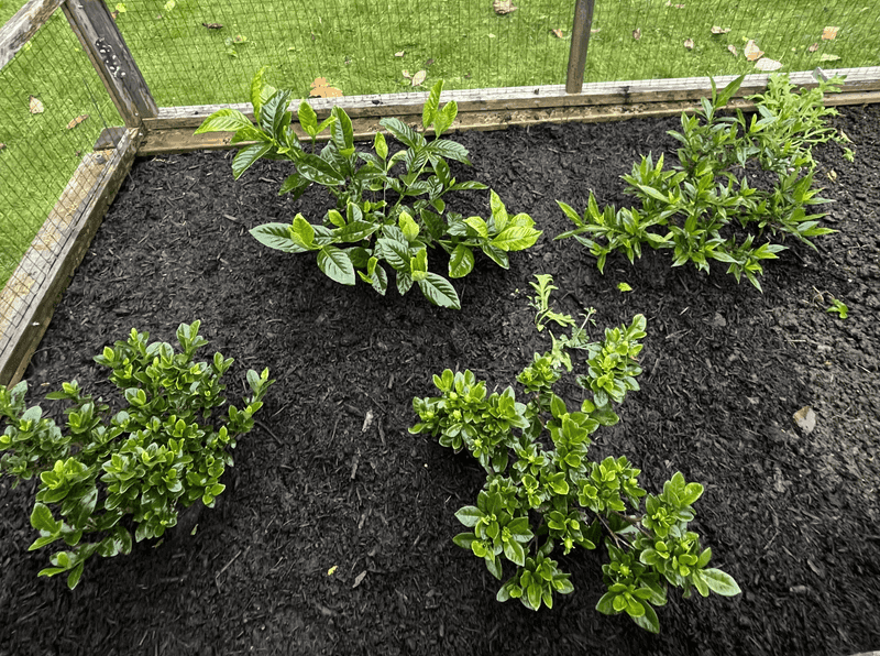 Protect Roots With Fresh Mulch