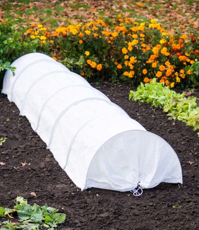 Protect Seedlings While Night Feeding Is Heavy