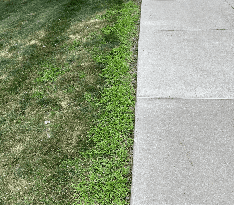Protect Stressed Turf Before Spraying Anything Protect Stressed Turf Before Spraying Anything