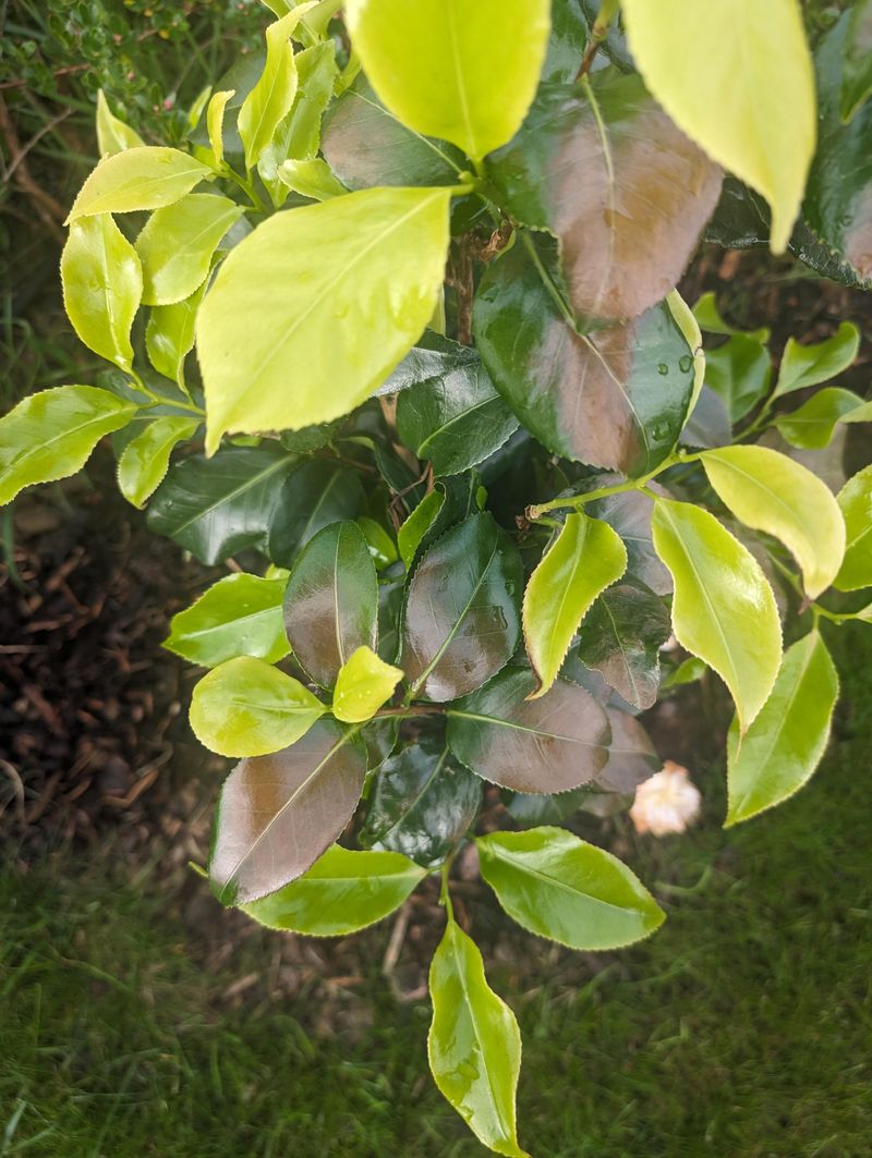 Protect The Buds By Avoiding Late Pruning And Feeding