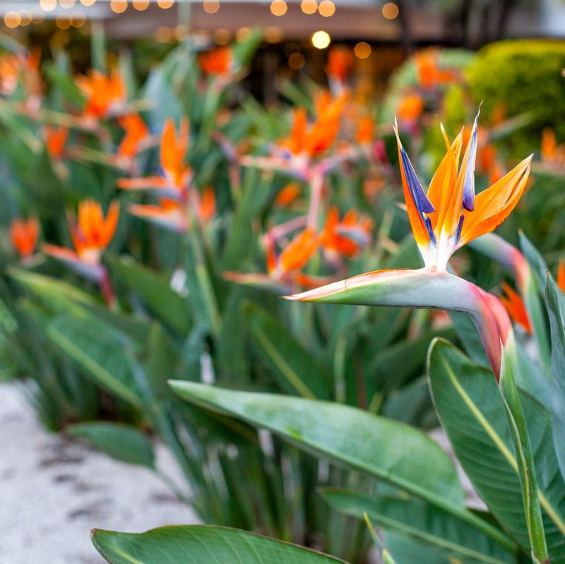 Protect The Plant From Soggy Soil