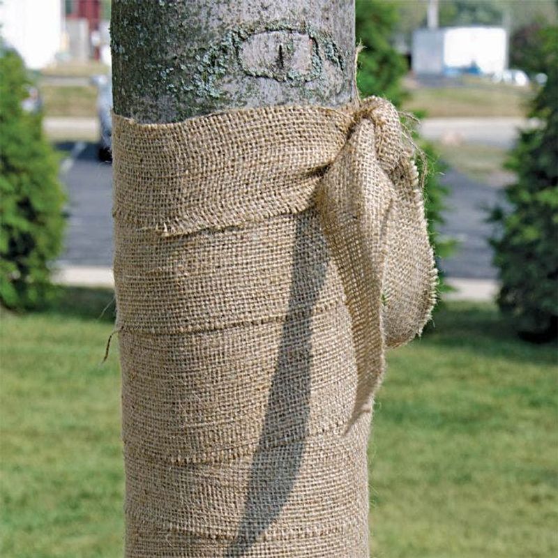 Protect The Trunk From Hot Afternoon Sun Protect The Trunk From Hot Afternoon Sun