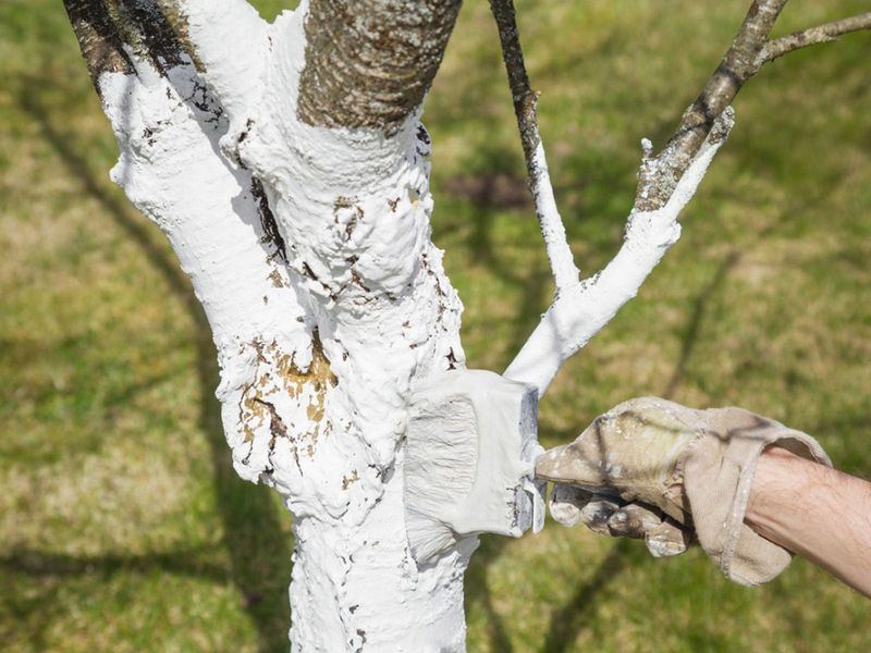 Protect The Trunk From Intense Sun