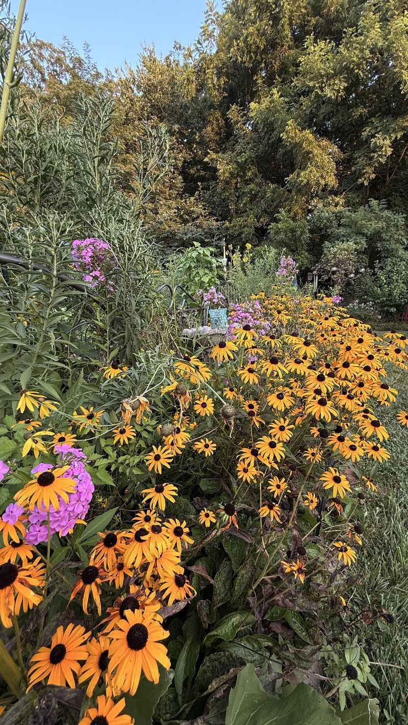 Protect The Yard Conditions That Brought Them Back