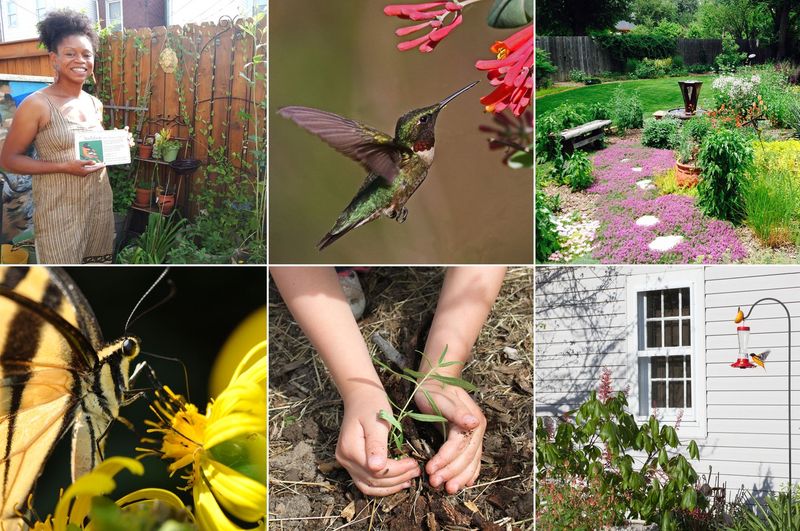 Protect The Yard Hummingbirds Use Protect The Yard Hummingbirds Use