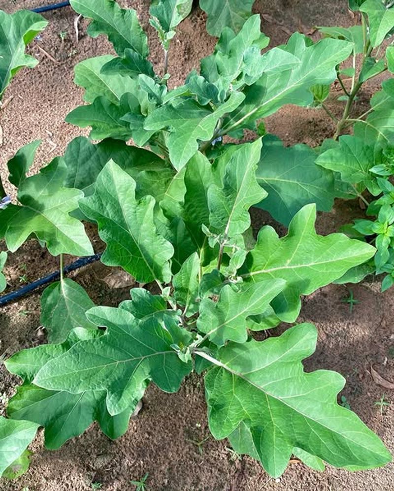 Protect Young And Stressed Plants First Protect Young And Stressed Plants First