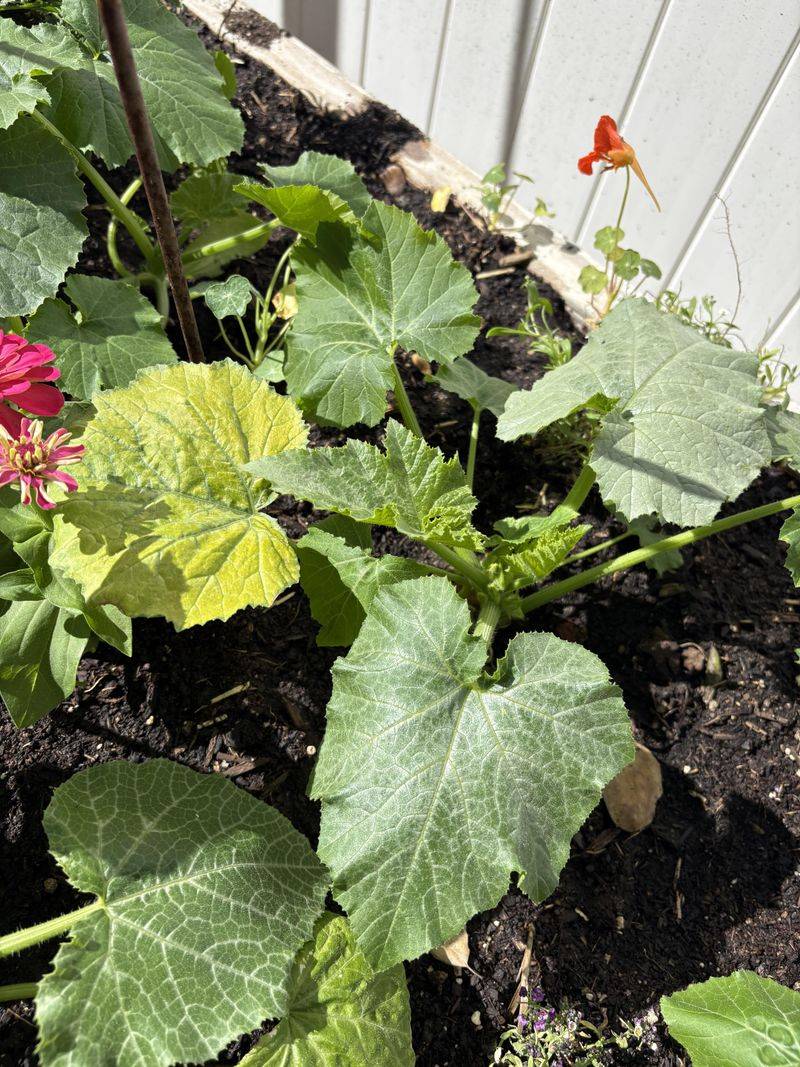 Protect Young Fall Plants During Establishment