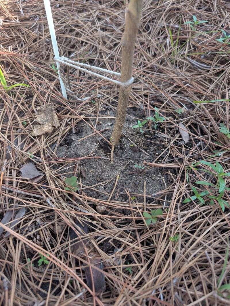 Protect Young Trees And Trunks Protect Young Trees And Trunks