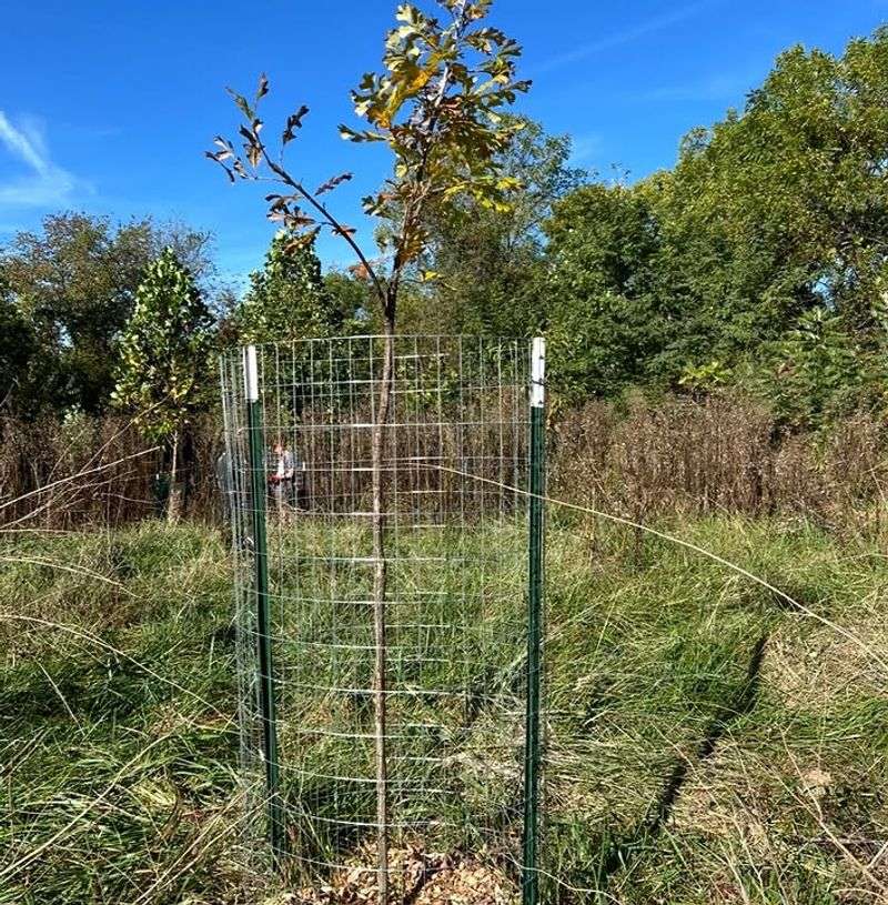 Protect Young Trees Before Antler Rub Season