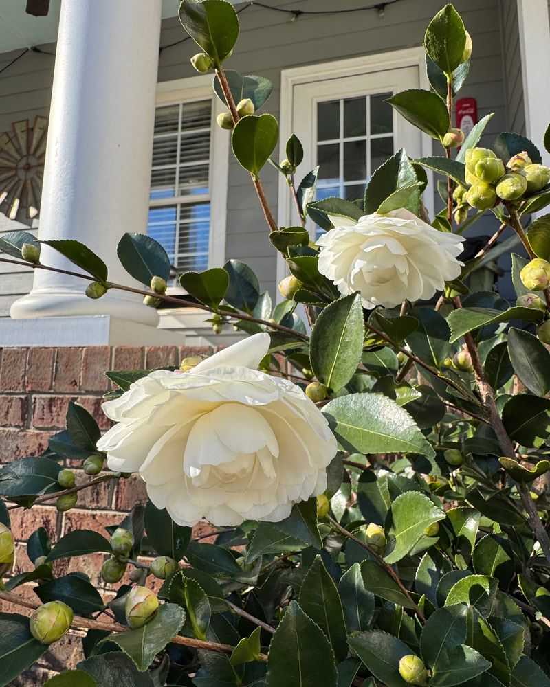Protect Your Winter Blooms Now