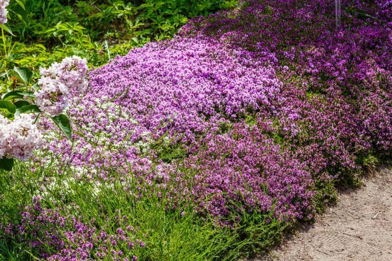 Protect Zinnias While Thyme Fills In Protect Zinnias While Thyme Fills In