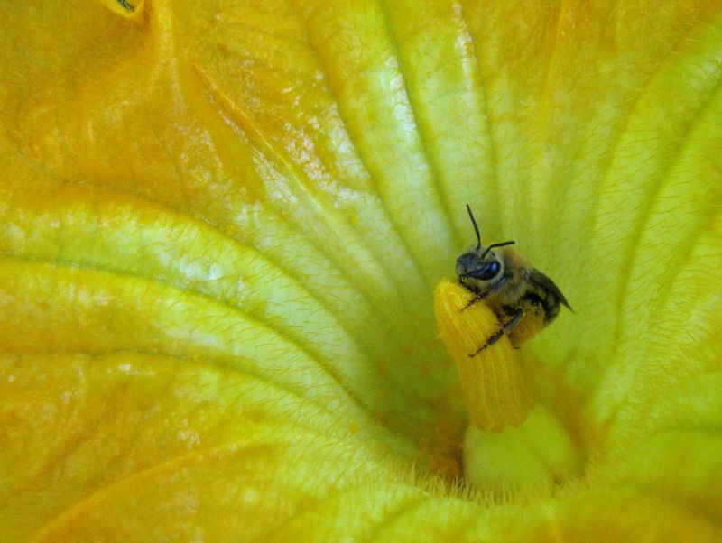 Protect the Bees That Reach Dawn Flowers Protect the Bees That Reach Dawn Flowers