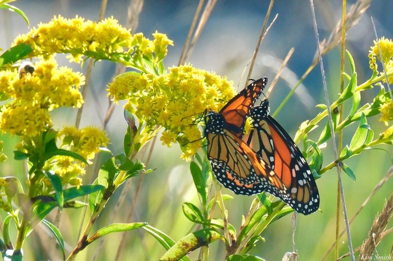 Protect the Nectar With Pesticide-Free Care Protect the Nectar With Pesticide-Free Care