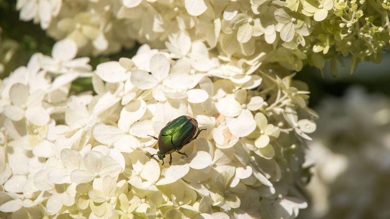 Protect the Shrub With Lower-Risk Steps