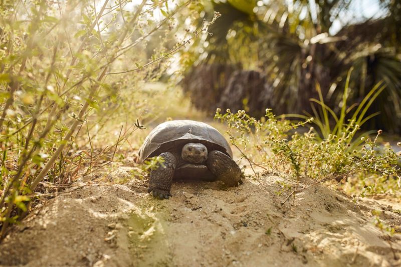 Protected Burrows Need Space And Respect