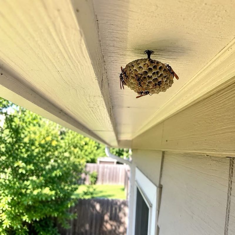 Protected Eaves Create Ideal Nesting Spots Protected Eaves Create Ideal Nesting Spots