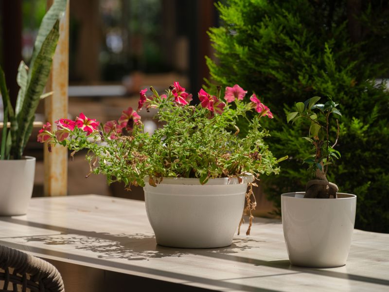 Protecting Container Plants During Heat Warnings Protecting Container Plants During Heat Warnings