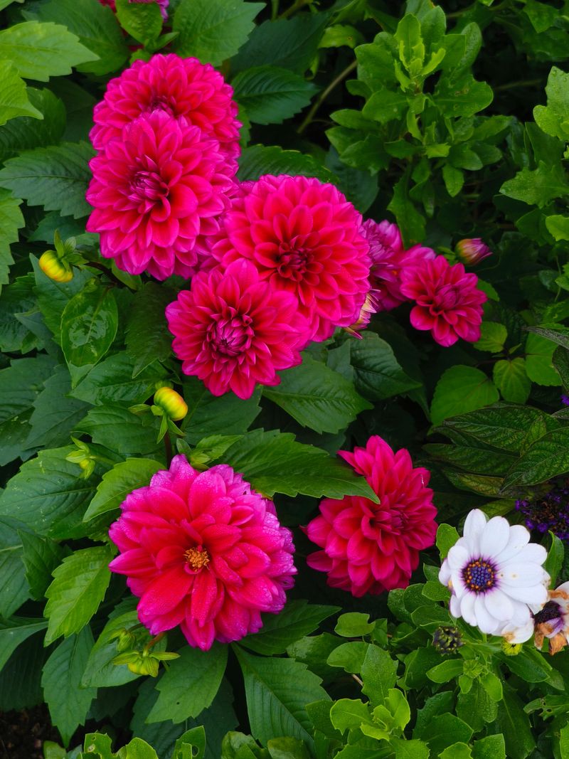 Protecting Dahlias Through Ohio Storms And Heat Waves Protecting Dahlias Through Ohio Storms And Heat Waves