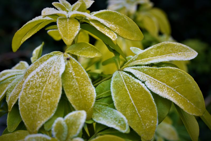 Protecting Schefflera During Rare Cold Snaps Protecting Schefflera During Rare Cold Snaps