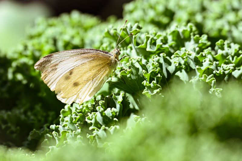 Protecting Young Kale From Late Summer Pests Protecting Young Kale From Late Summer Pests