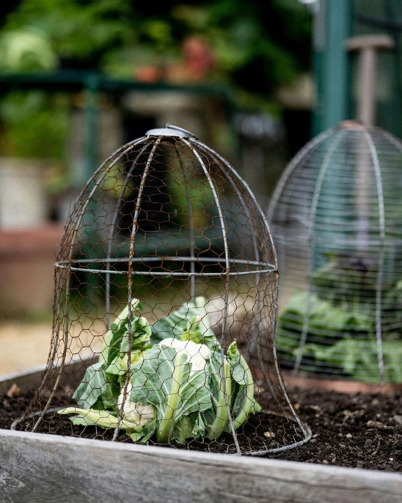 Protecting Young Plants With Wire Cages