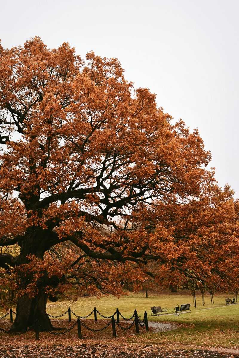 Protecting Your Oak Trees This Season Protecting Your Oak Trees This Season