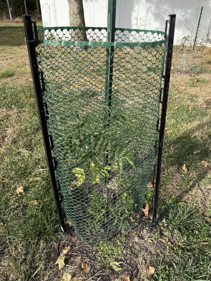 Protection Should Begin Before New Shoots Expand