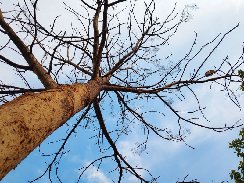 Protects Against Unhealthy Tree Hazards