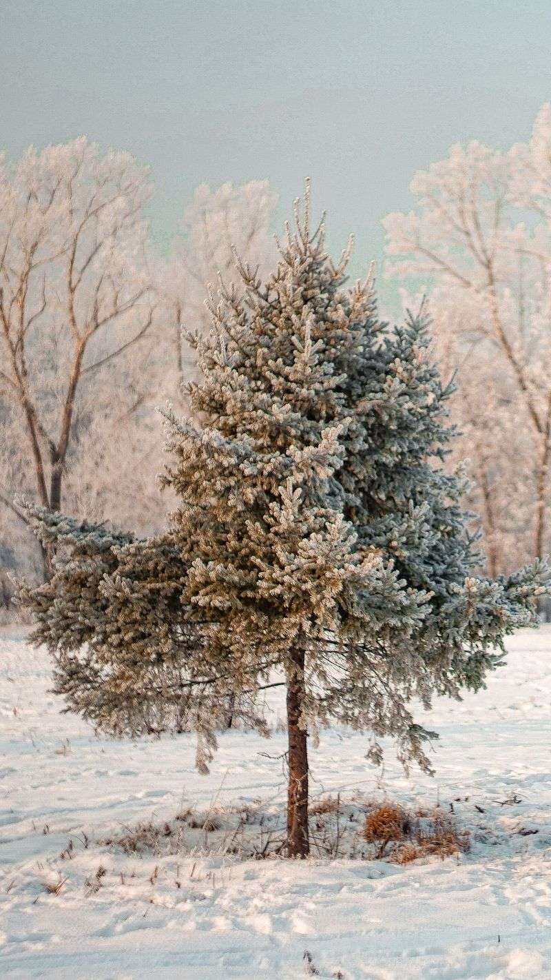 Protects Young Trees From Frost And Drought Protects Young Trees From Frost And Drought