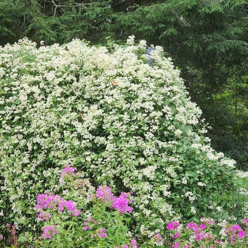 Provide A Strong Structure For Its Vigorous Growth Provide A Strong Structure For Its Vigorous Growth