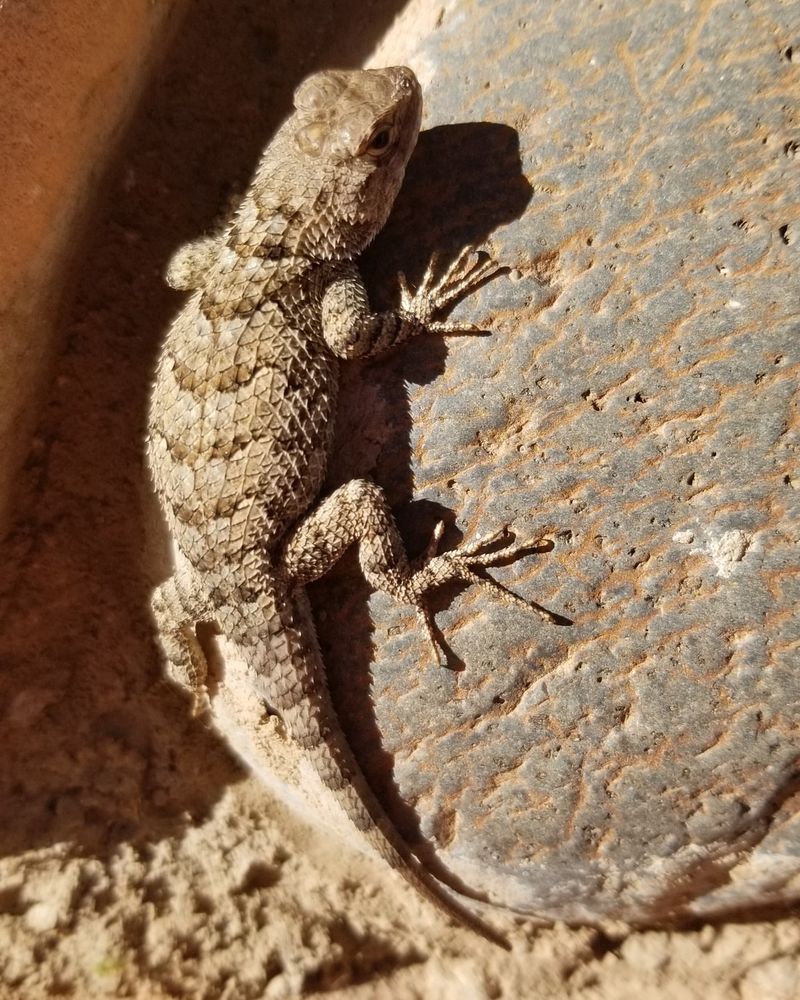 Provide Shade Where Lizards Can Cool Down Provide Shade Where Lizards Can Cool Down