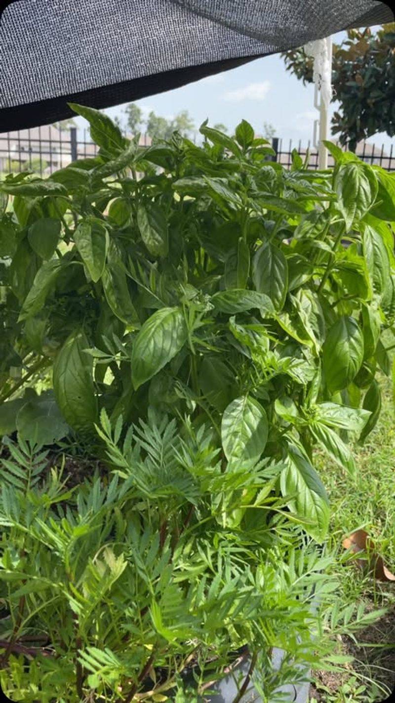 Provide Temporary Afternoon Shade During Extreme Heat