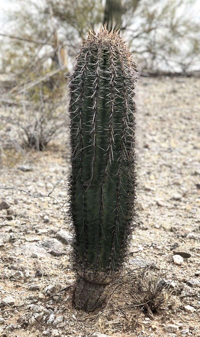 Provide Temporary Shade For Young Saguaros