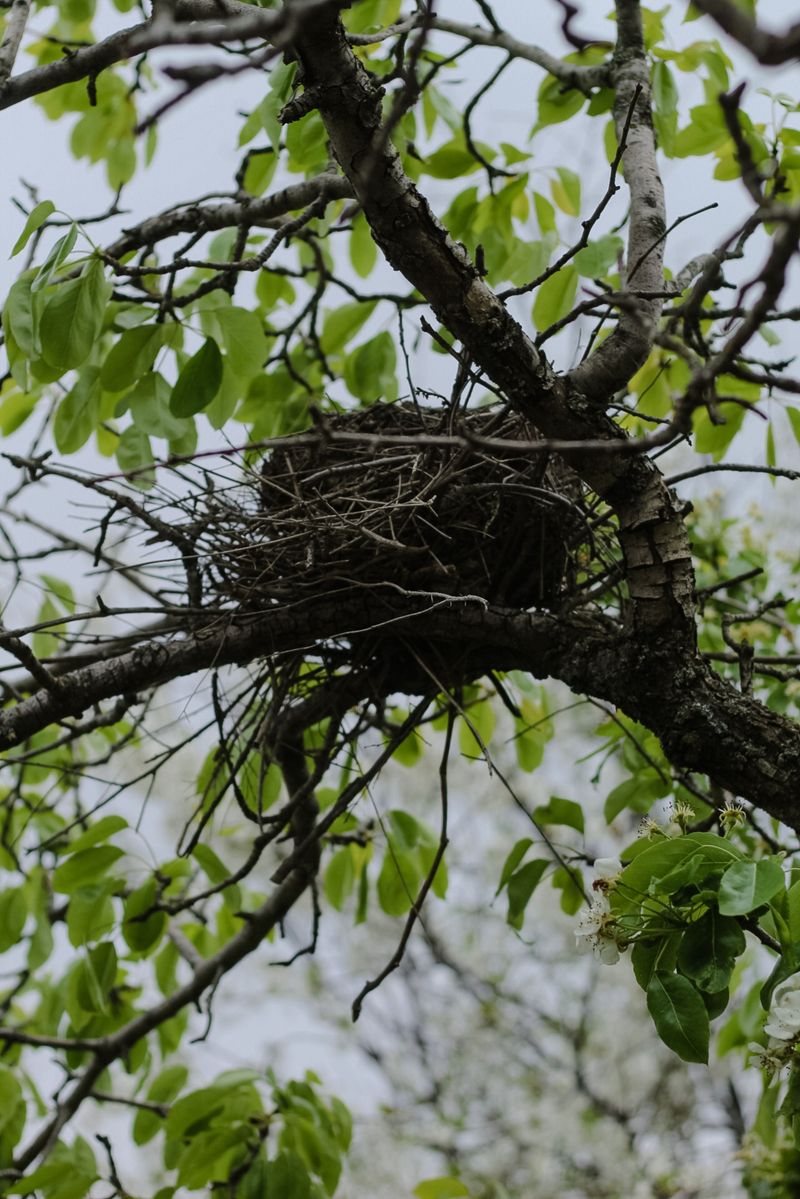Providing Sturdy Horizontal Branches For Nesting Providing Sturdy Horizontal Branches For Nesting
