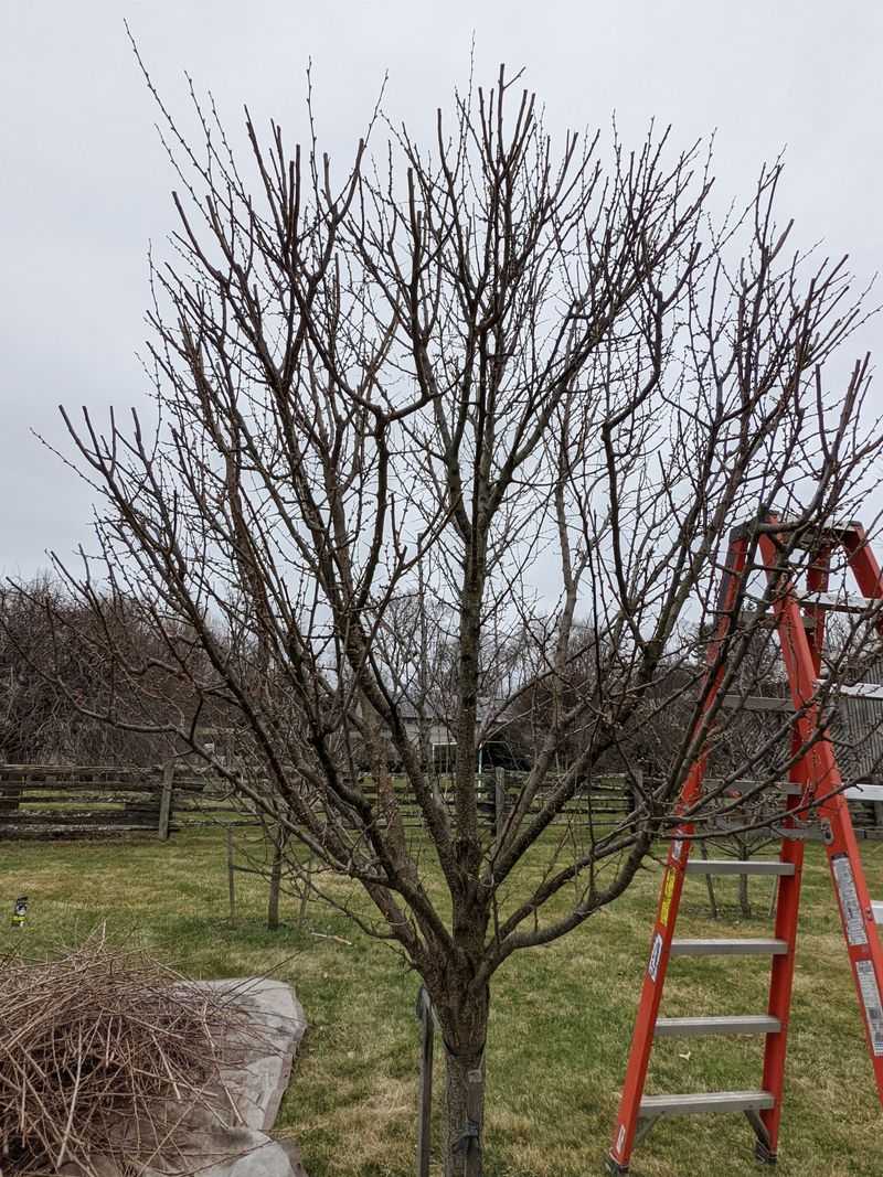 Prune And Train The Tree To Reduce Future Overloading