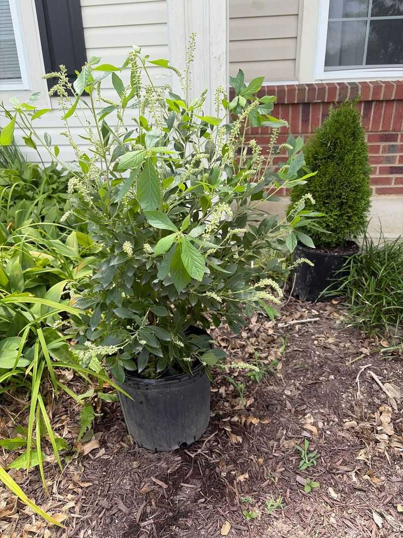 Prune Before New Growth And Control Suckers