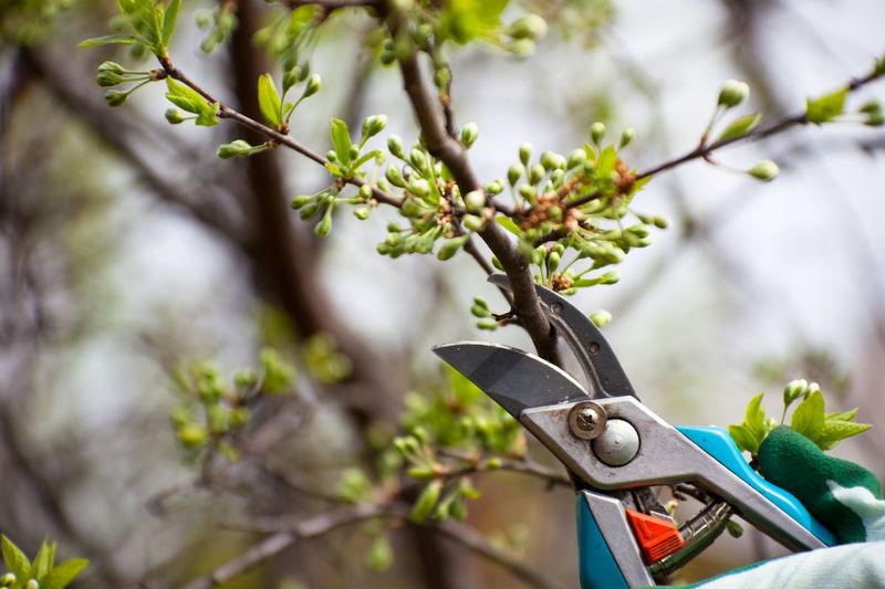 Prune Branches That Brush Against Walkers