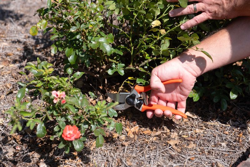 Prune For Airflow Without Stripping The Plant