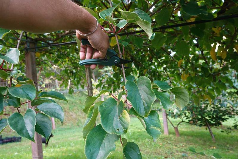 Prune In Winter And Summer Prune In Winter And Summer