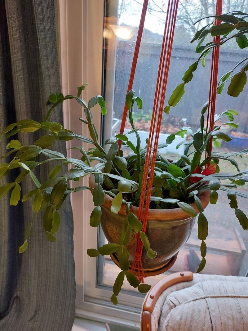 Prune Leggy Stems Now To Encourage Fuller Fall Growth Prune Leggy Stems Now To Encourage Fuller Fall Growth