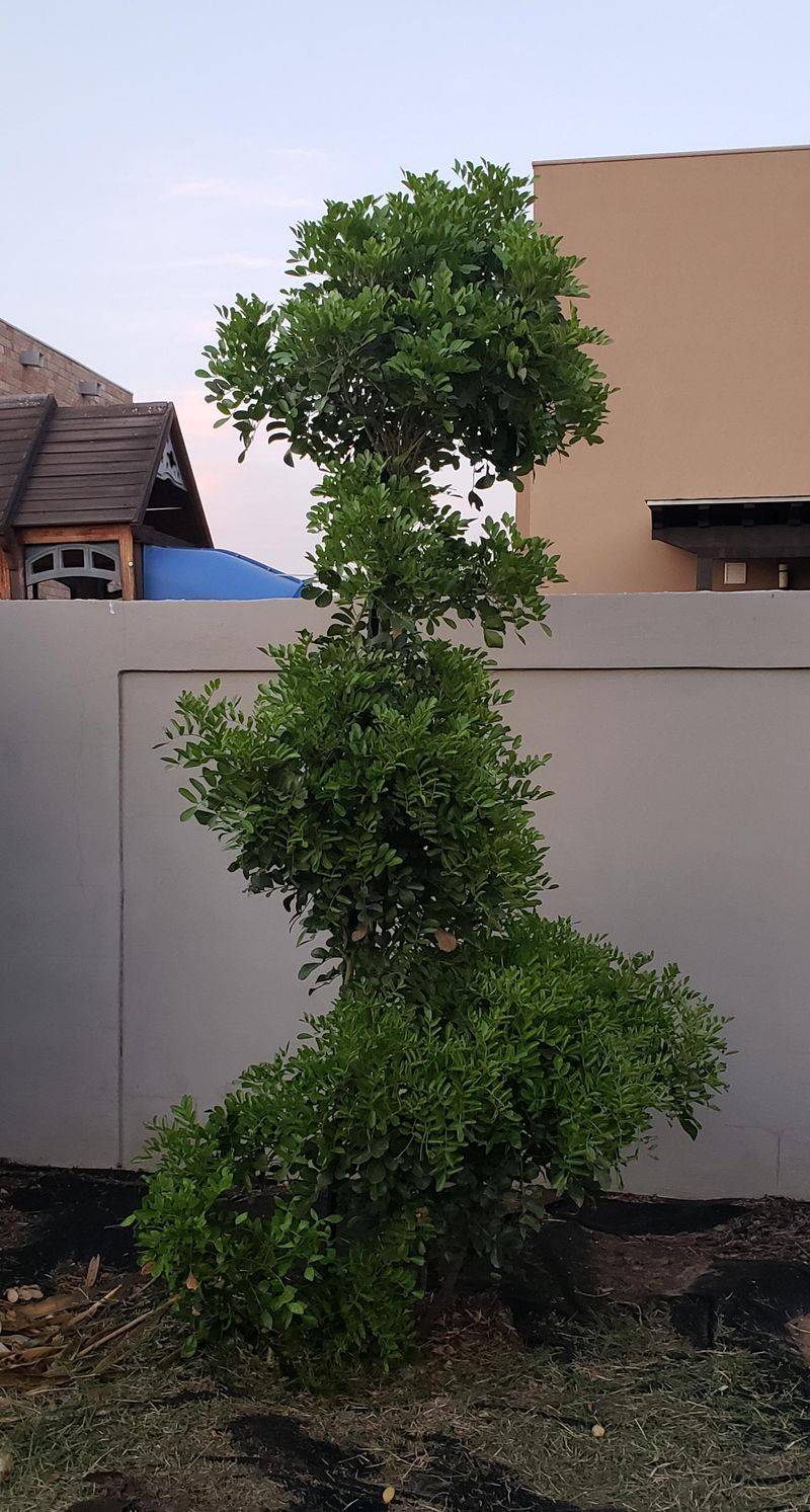 Prune Lightly After Blooming
